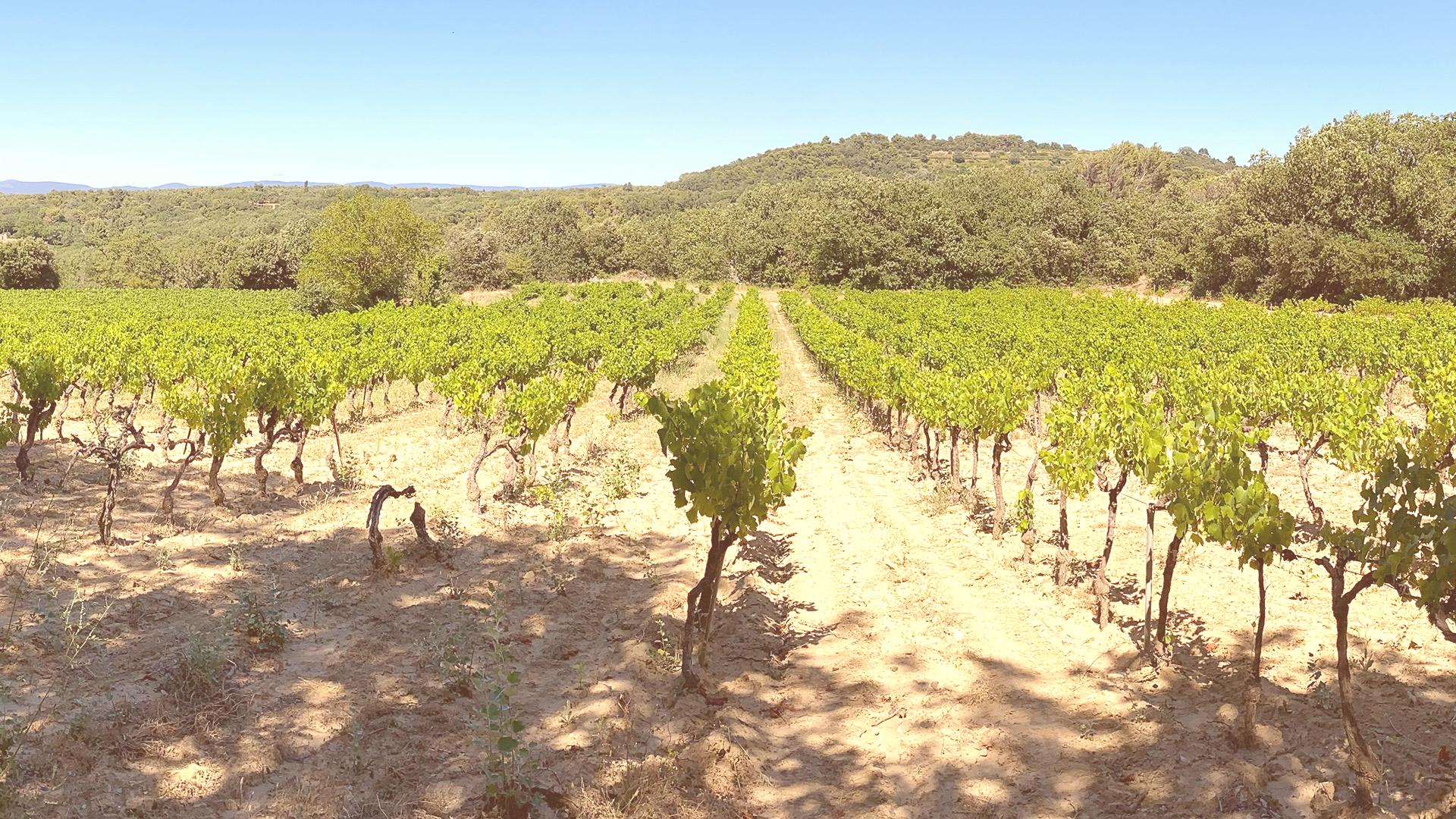 Vignes à Ménerbes, près du Gîte du domaine Sirius en Provence Alpes Côtes d'Azur